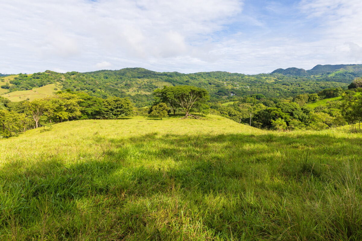 Finca Angelica