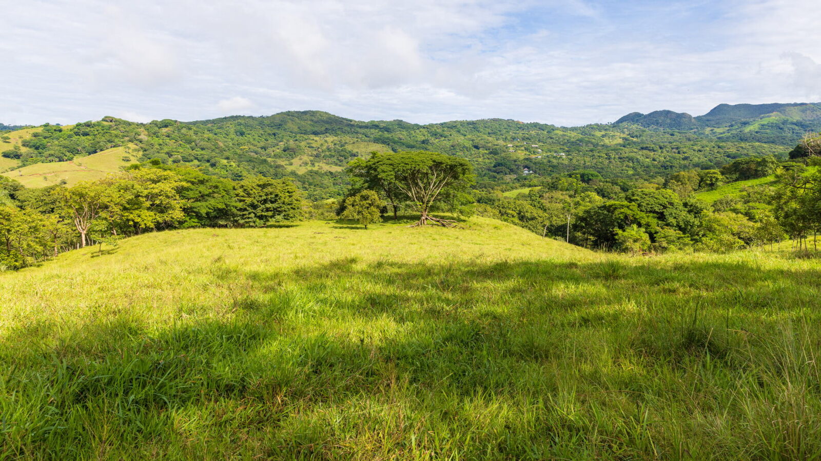 Finca Angelica