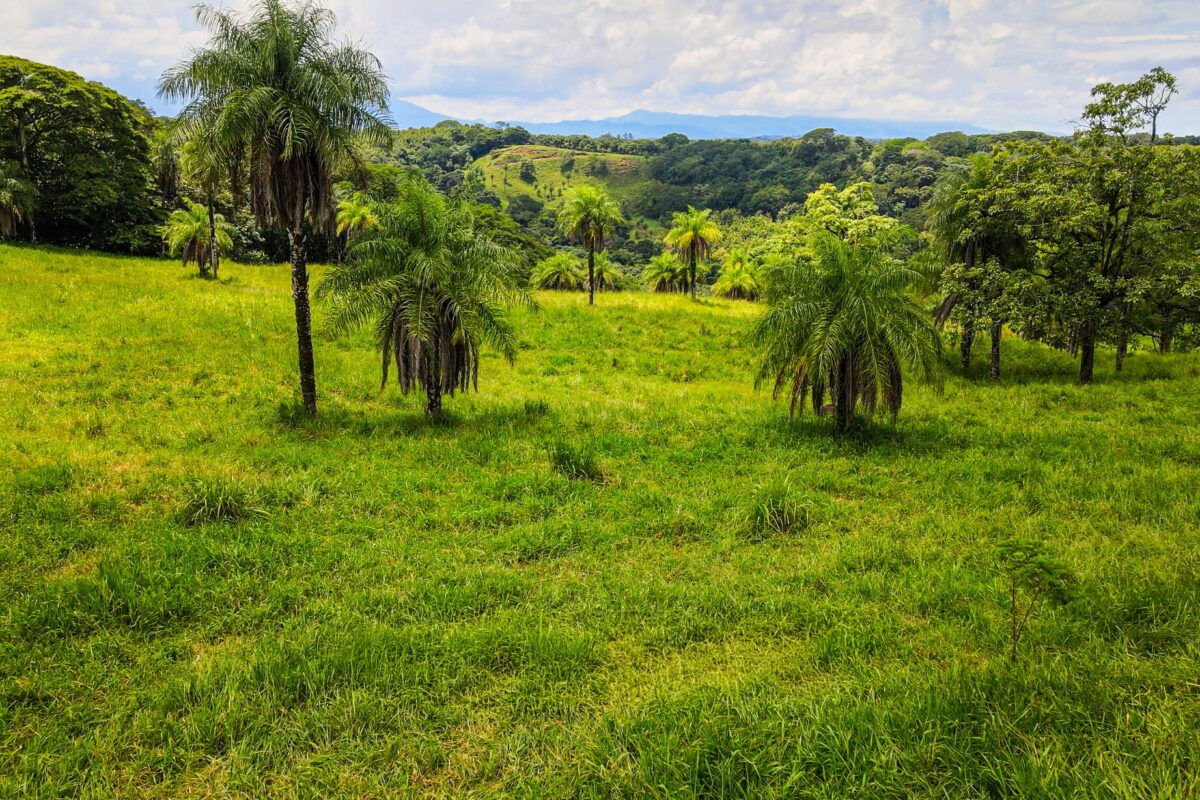 Finca Gilberto