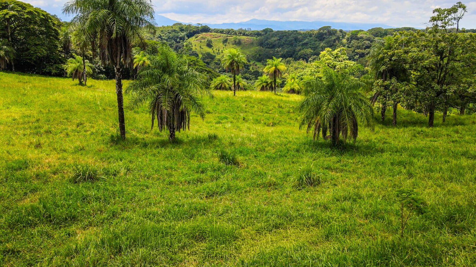Finca Gilberto