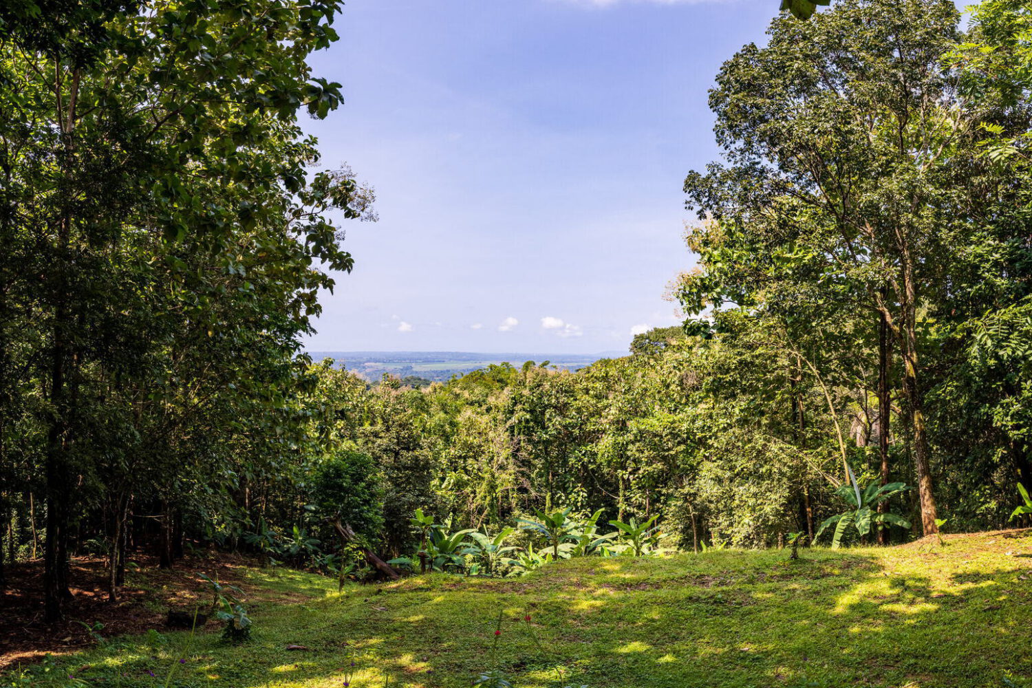 Manicured lawn and tropical planting opening to the valley below