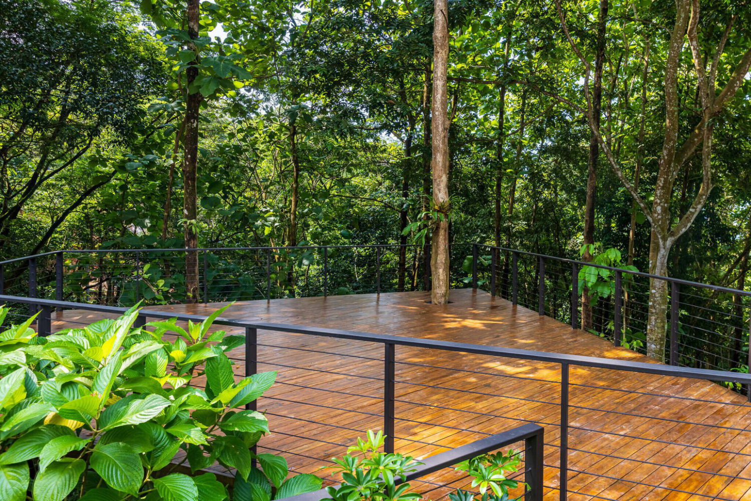 Wide hardwood deck cantilevered into the forest canopy