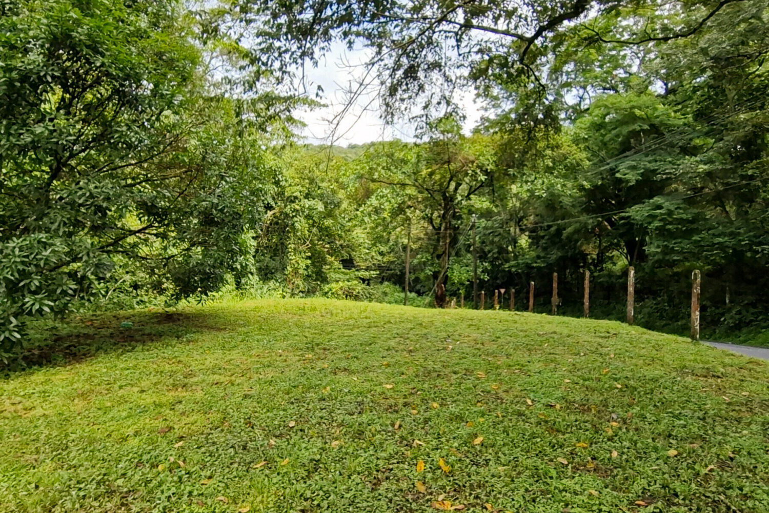 Cleared grassy land bordered by mature trees