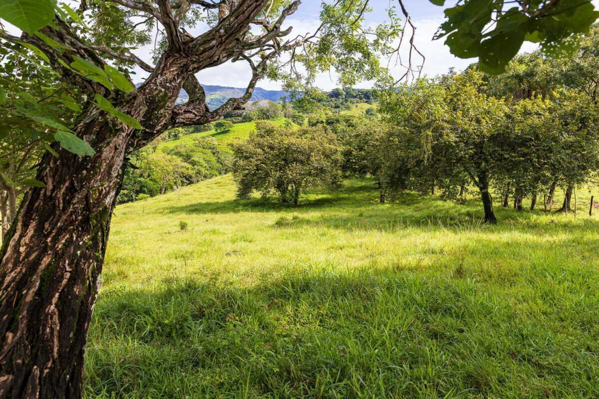 Finca Angelica