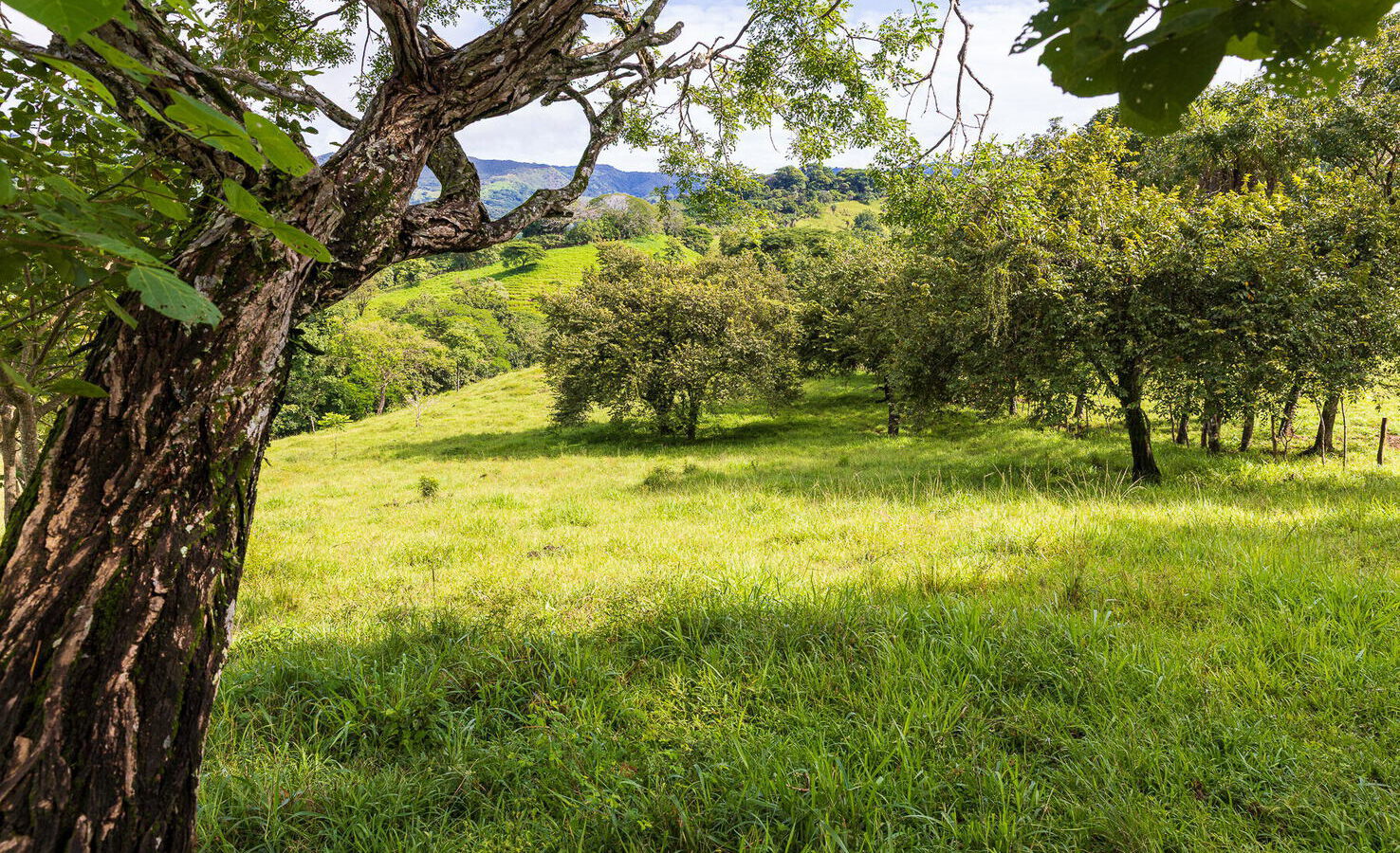 Finca Angelica