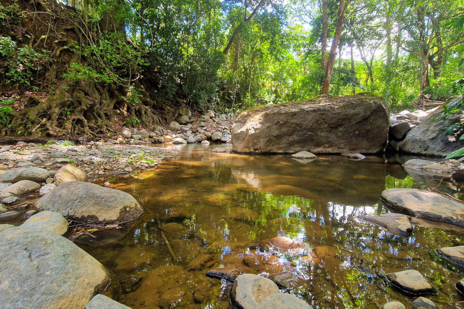 Shallow rocky creek running through forest at the land edge