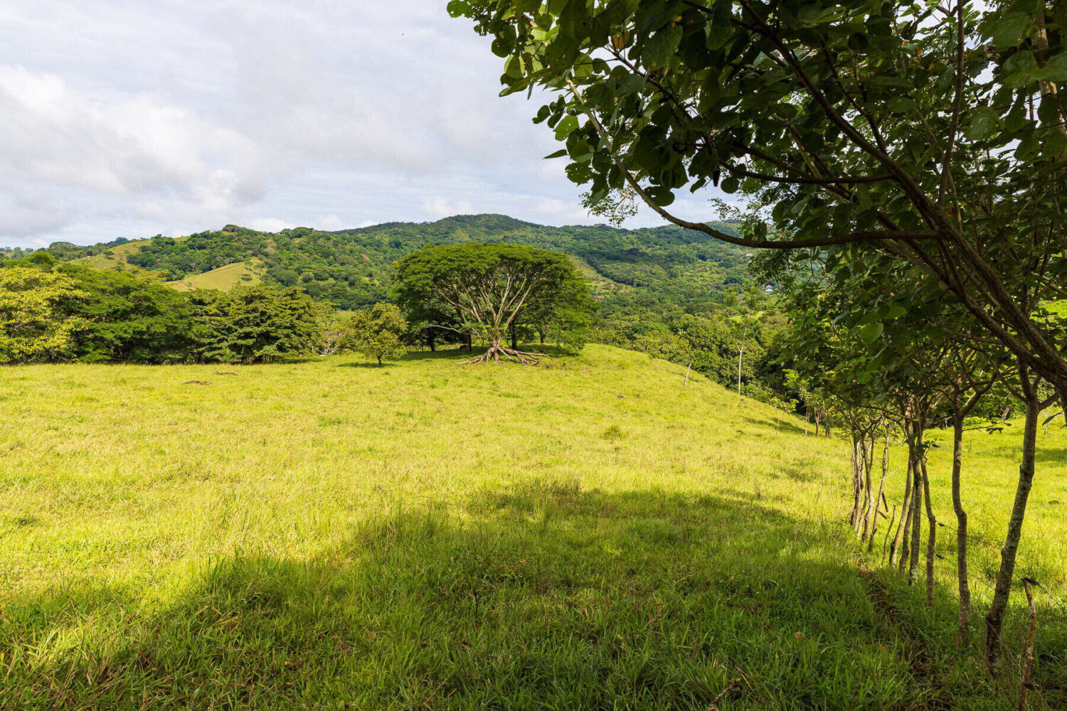 Rolling grass meadow rising toward wooded ridges