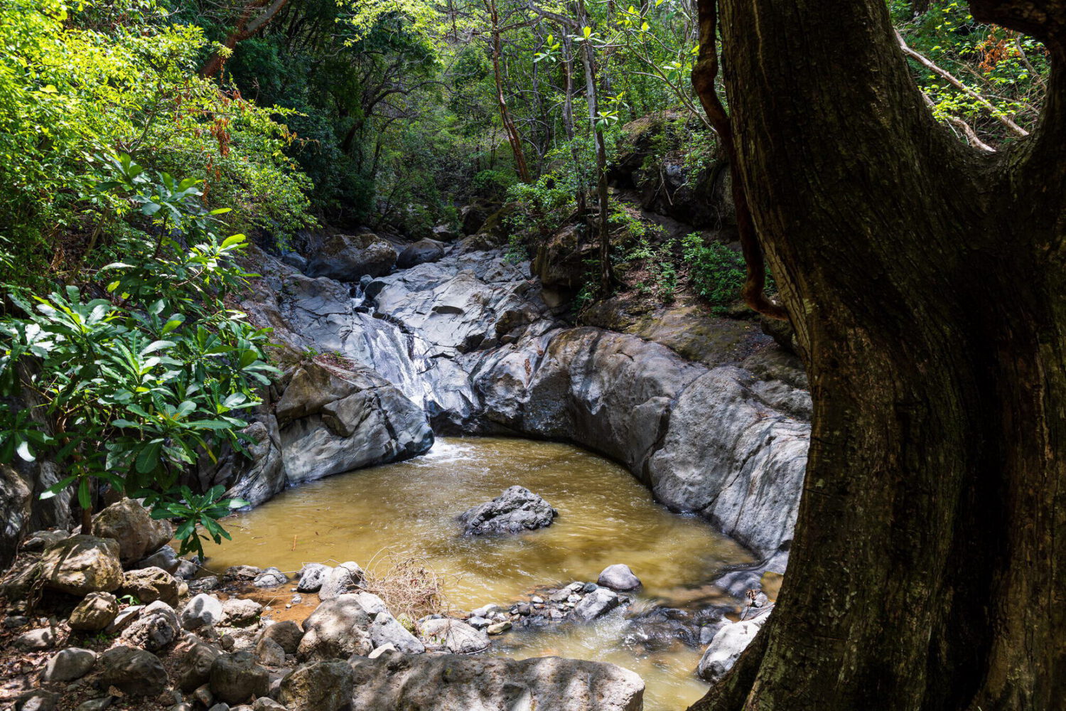 Water sliding over a smooth rock slab in the forest