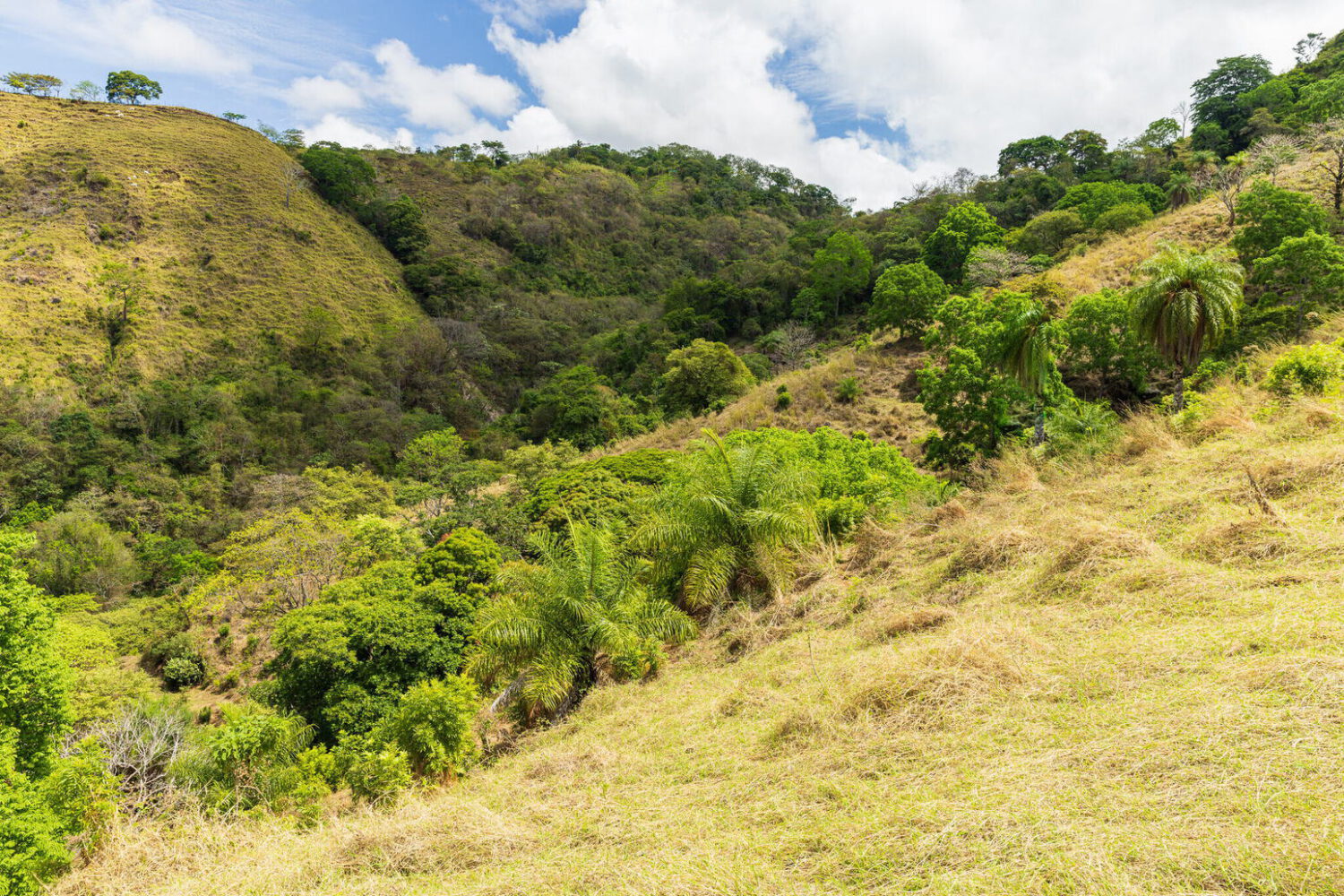 Densely forested hillside meeting open pasture