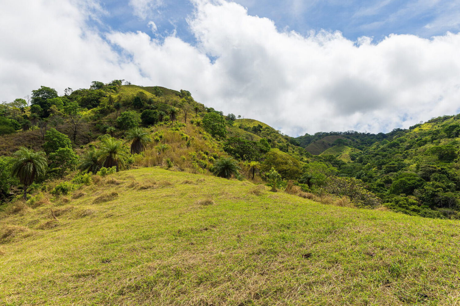 Grassy pasture sloping toward forested hillsides