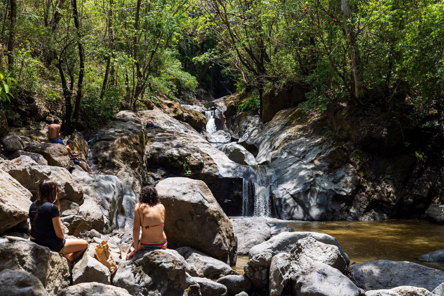 River pool beside a large buttressed tree