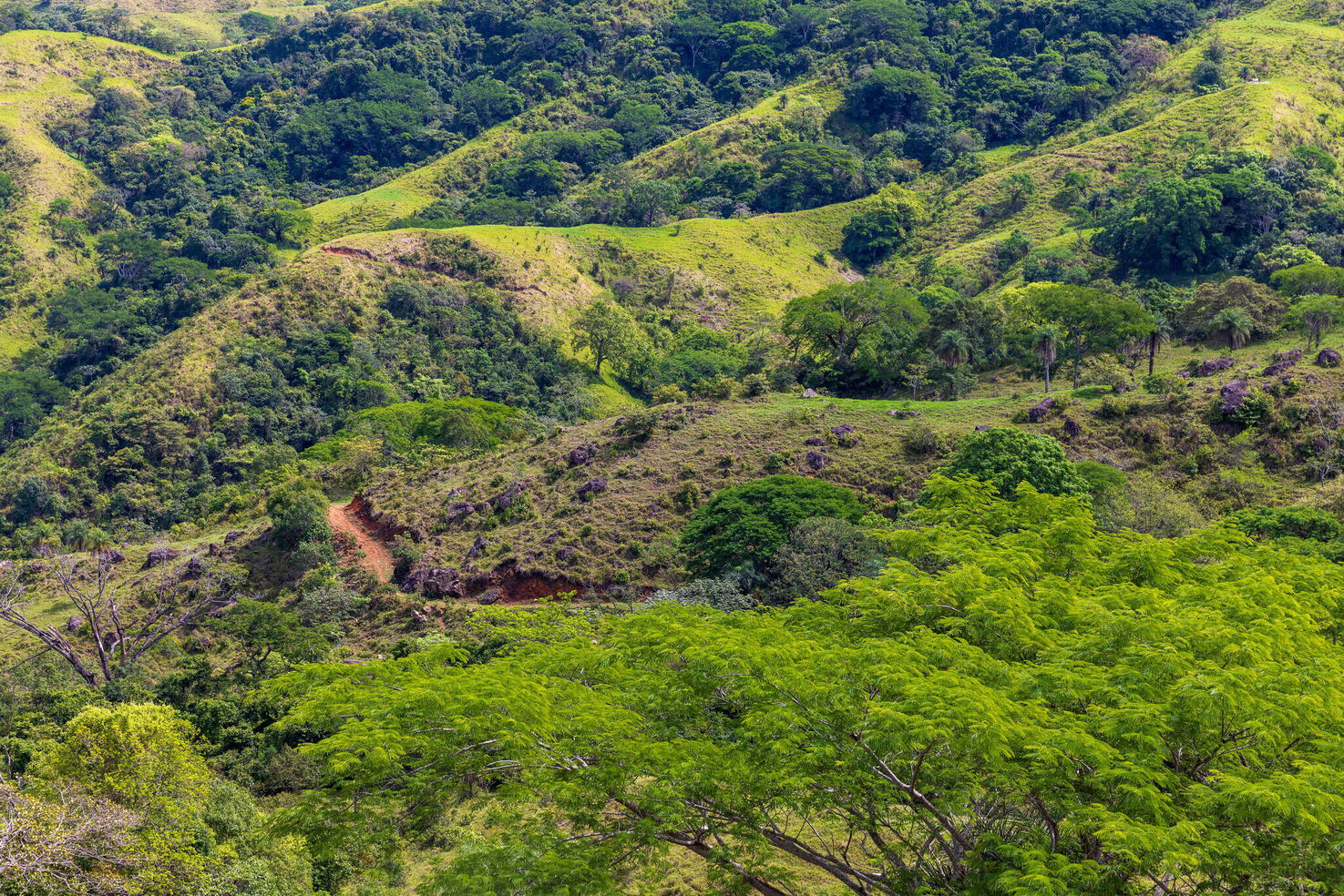 Green hills and pasture in soft afternoon light