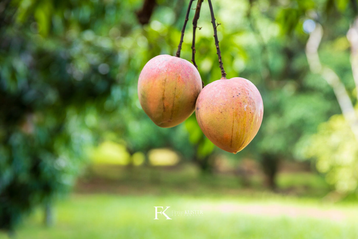 Ripening mangoes hanging in the orchard