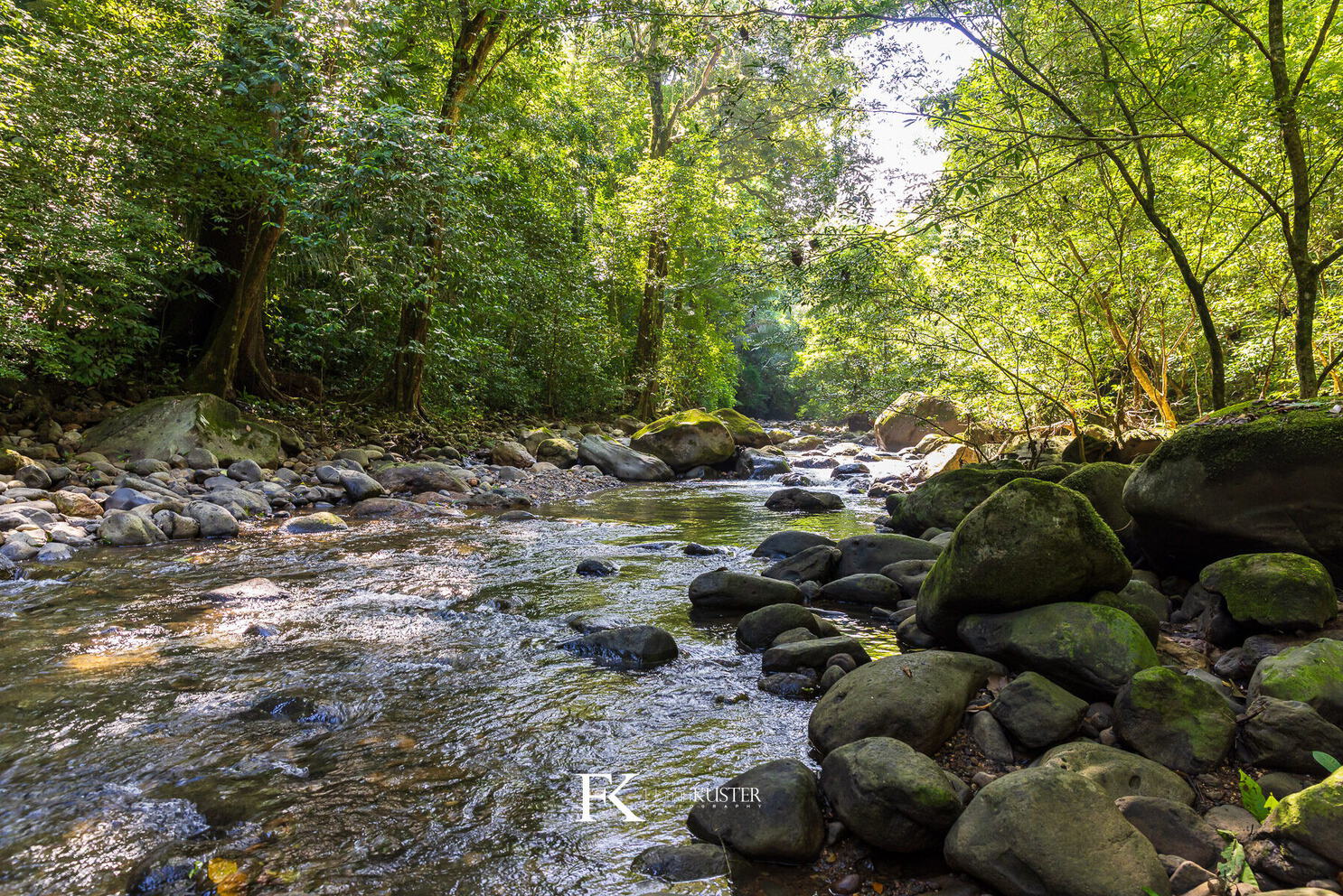 Clear rocky river running through riverside forest