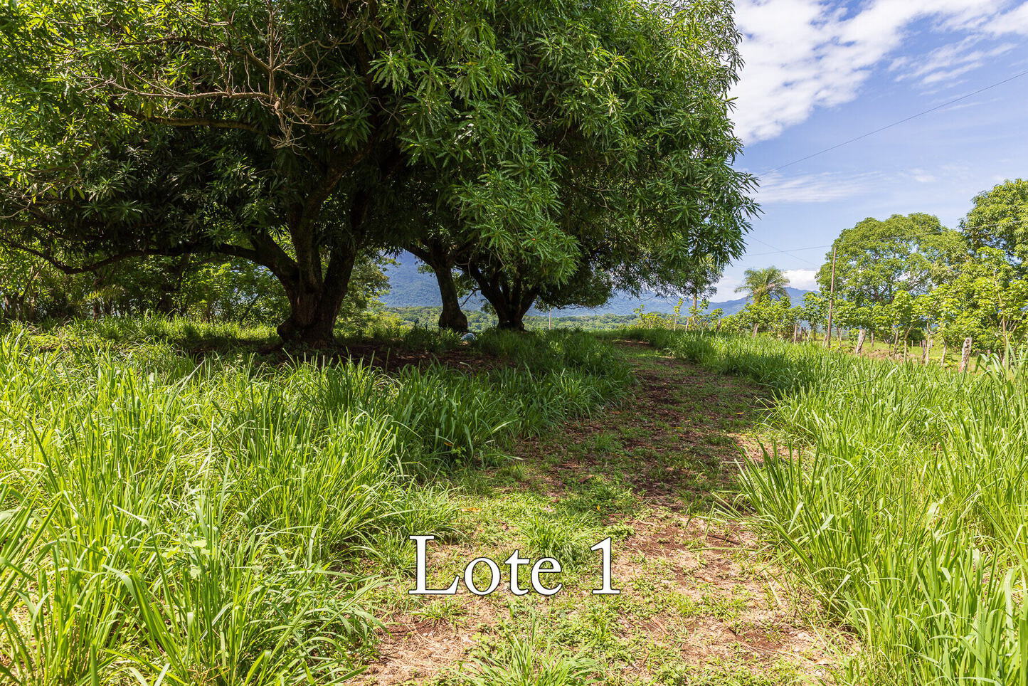Broad pasture beneath a large spreading shade tree