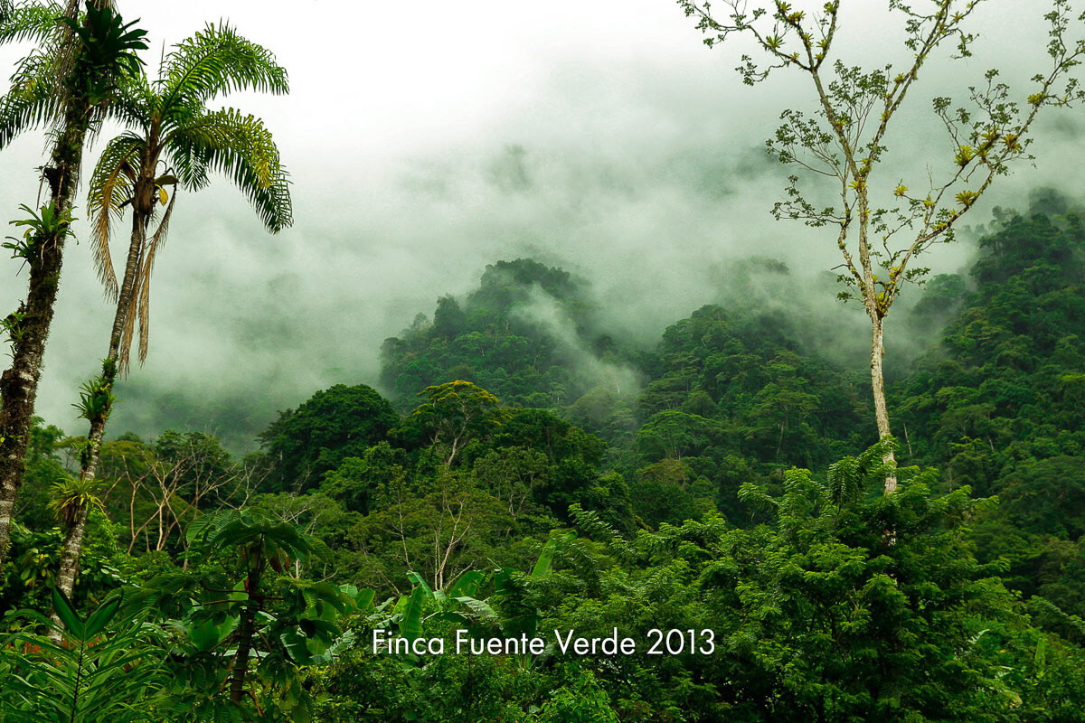 Mist rising over dense rainforest canopy