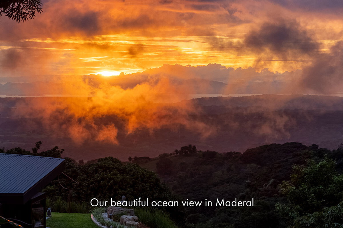Sunset over the ocean seen from a garden above the treeline