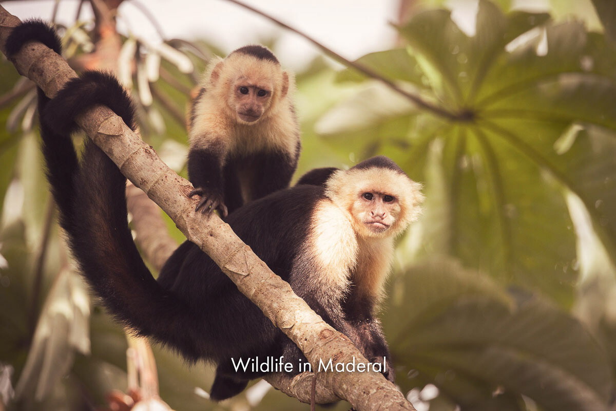 Two white-faced capuchin monkeys sitting on a branch