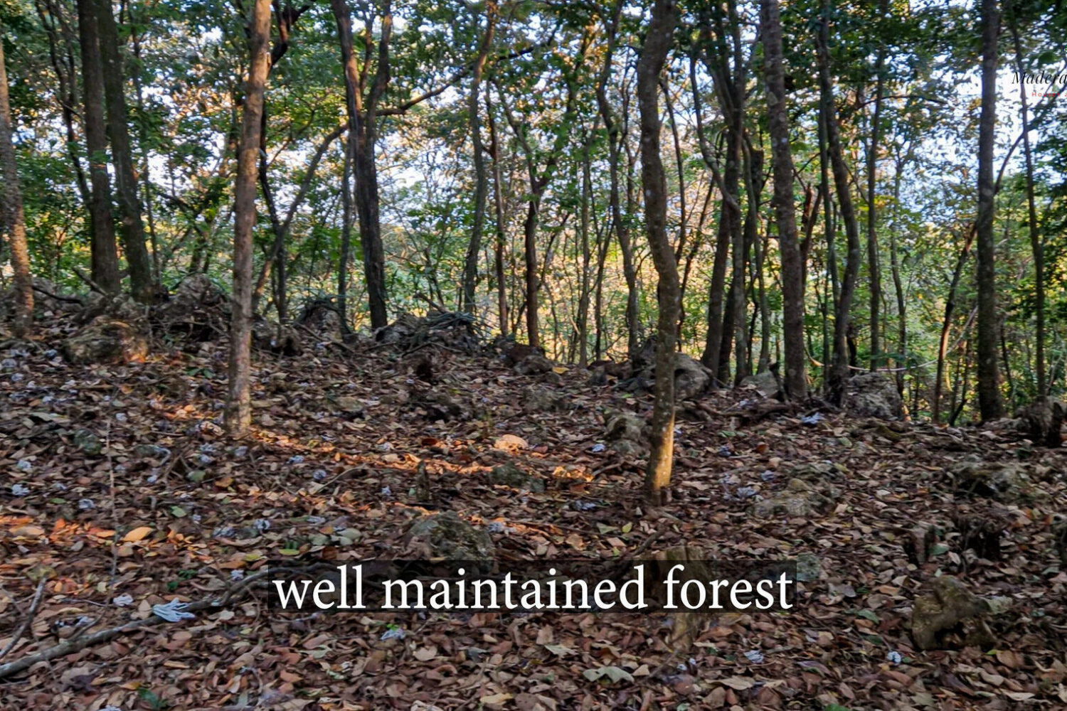 Level, well-kept forest floor beneath tall trees