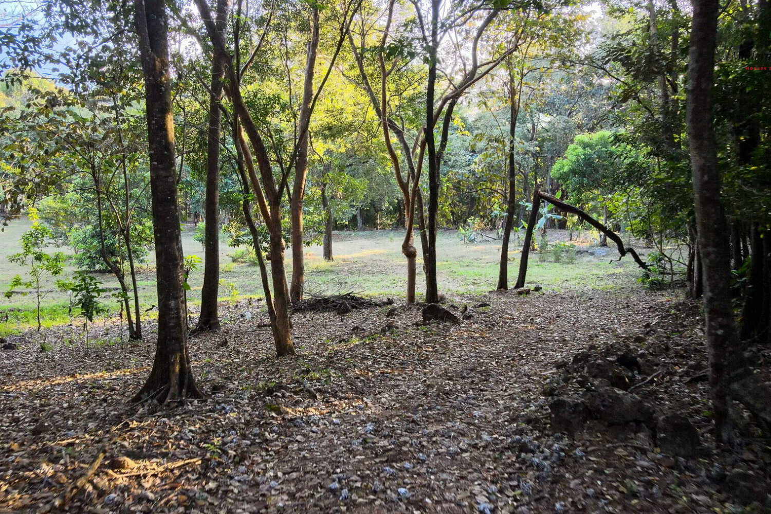 Stand of mature trees over an open forest floor