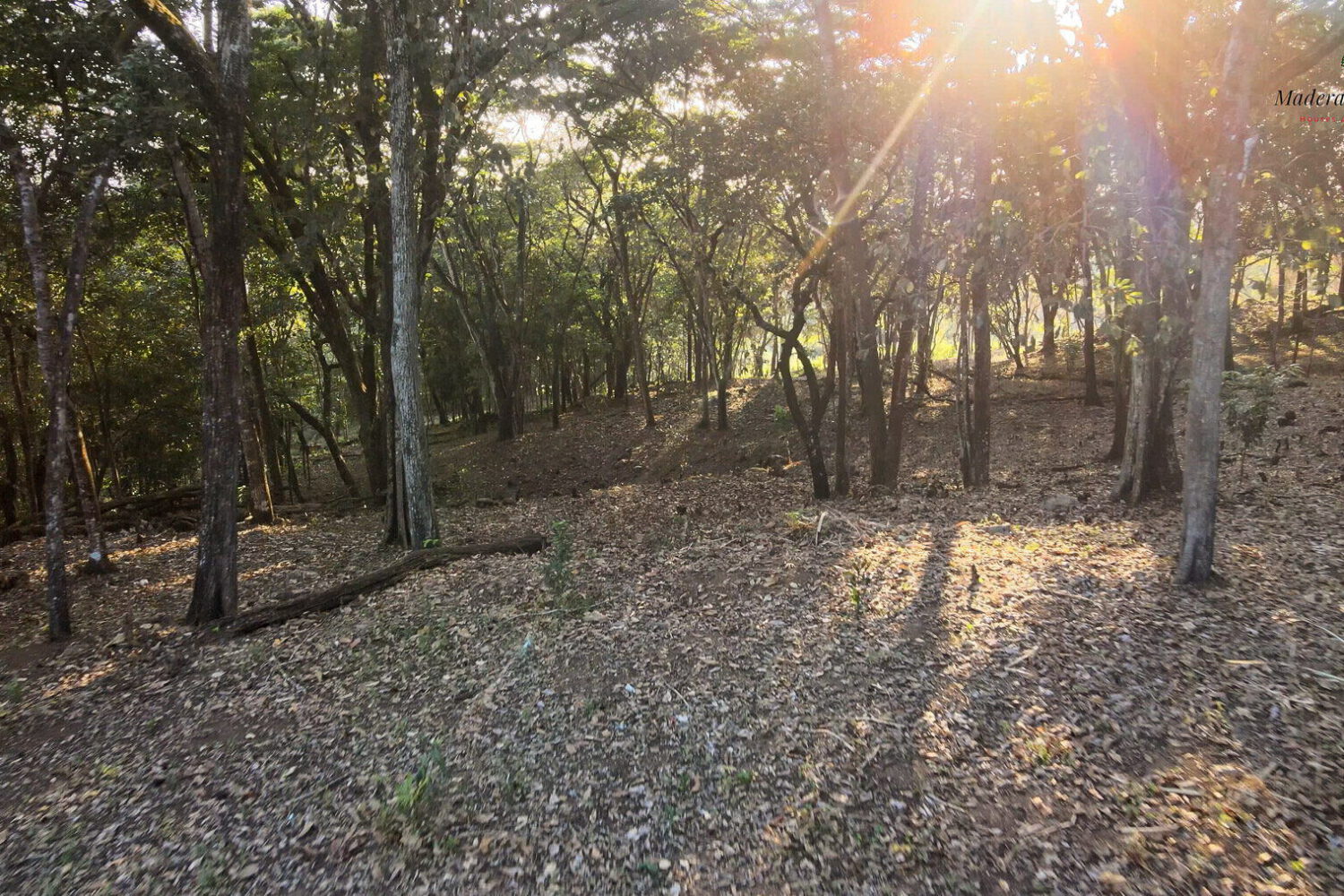 Sunlight breaking through the trees of a wooded clearing