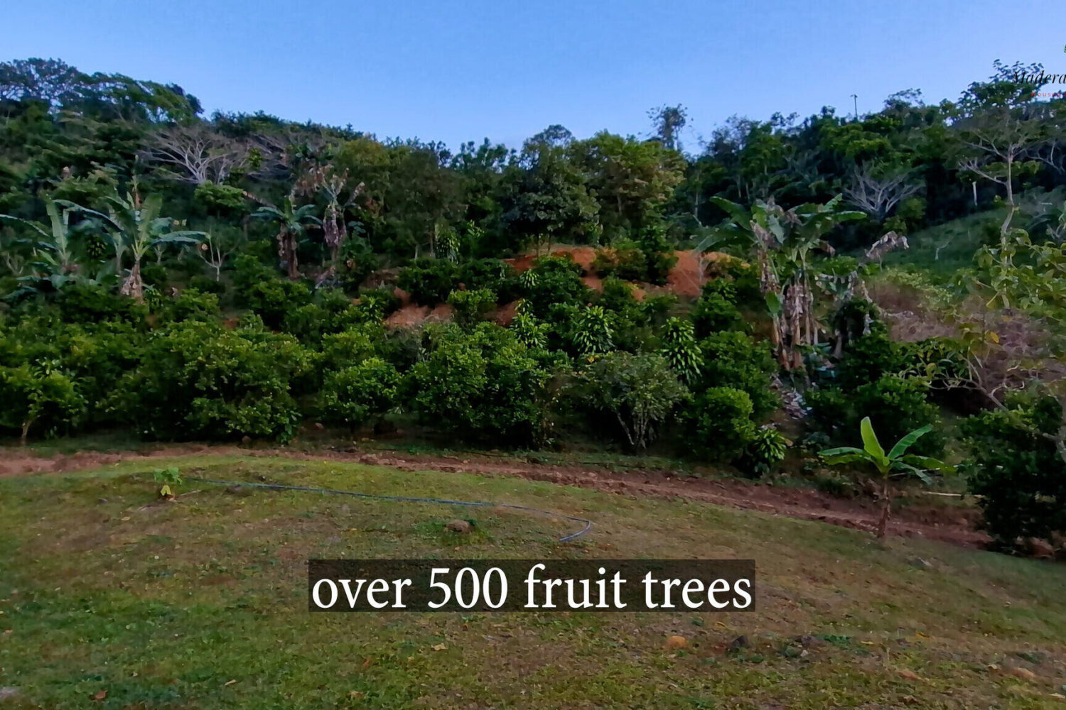 Sloping pasture planted with banana and fruit trees