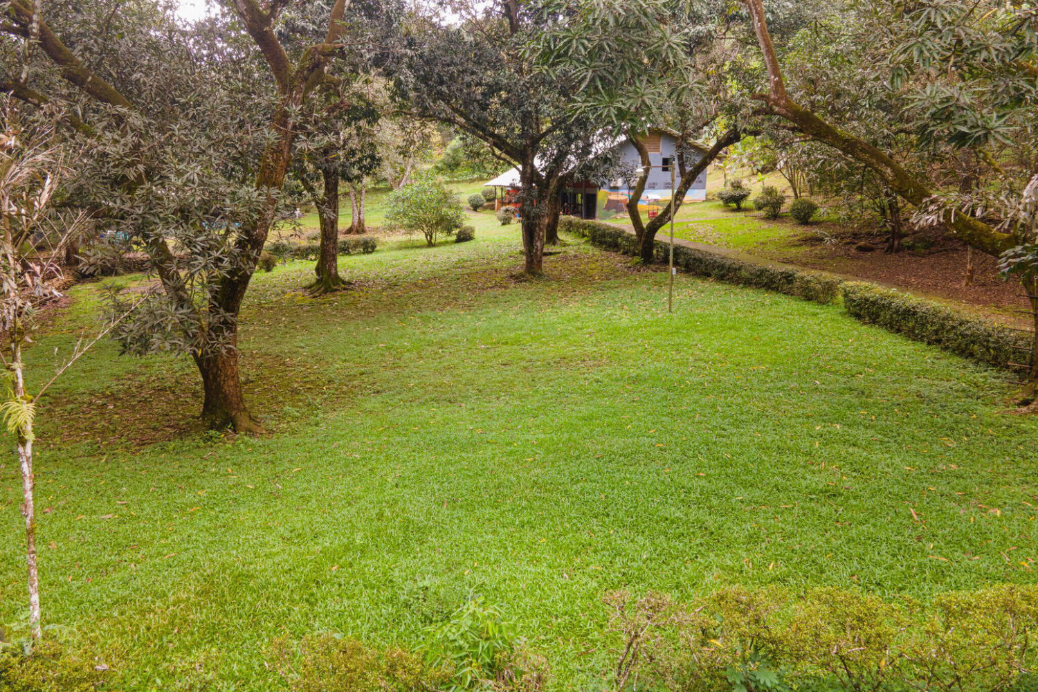 Open lawn beneath mature mango trees with a building visible beyond a hedge